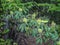 Lternate-leaved golden-saxifrage plant