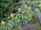 Lternate-leaved golden-saxifrage plant