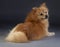 Lu german medium spitz