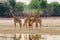 Luangwa River with Giraffes standing on the dry riverbed. South Luangwa, Zambia