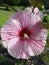 Luau Pink Hibiscus