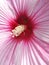 Luau Pink Hibiscus