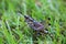 Lubber Grasshopper on grass