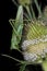 Lubber Grasshopper on grasses