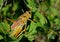 Lubber grasshopper on the prowl