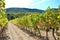 Luberon vineyard France hills in distance