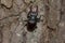 Lucanus cervus climbing on an oak