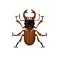 Lucanus cervus, European or greater stag beetle. Horned bug, realistic shield insect, arthropod animal. Exotic nature