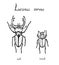 Lucanus cervus, stag beetle family Lucanidae male and female sexual dimorphism, drawing