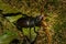 Lucanus cervus or stag beetle males display large powerfull claws