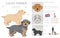 Lucas terrier clipart. Different coat colors set