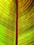 Lucent Banana Leaf