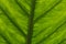 Lucent green leaf