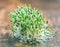 Lucerne alfalfa sprouts, close up.