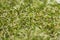 Lucerne alfalfa texture background. nutrition. bio. natural food ingredient. macro shot. shallow depth of field