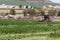 Lucerne being harvested