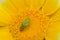 Lucerne bug on a flower of garland chrysanthemum.