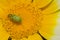 Lucerne bug on a flower of garland chrysanthemum.