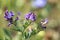 Lucerne medicago sativa flowers