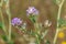 Lucerne medicago sativa flowers