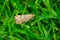 Lucerne Moth - Nomophila nearctica