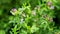 Lucerne. Purple flowers, stems and leaves of valuable forage crops of alfalfa background. Close up.