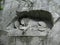 Lucerne\'s Lion Monument, Switzerland