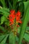 Lucifer Crocosmia vertical closeup blossom