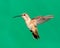 Lucifer hummingbird female.