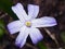 Lucile`s glory-of-the-snow, chionodoxa luciliae, blooming in spring, macro, selective focus, shallow DOF