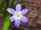 Lucile`s glory-of-the-snow, chionodoxa luciliae, blooming in spring, macro, selective focus, shallow DOF