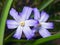 Lucile`s glory-of-the-snow, chionodoxa luciliae, blooming in spring, macro, selective focus, shallow DOF