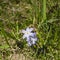 Lucile`s glory-of-the-snow, chionodoxa luciliae, blooming in spring, macro, shallow DOF, selective focus