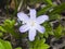 Lucile`s glory-of-the-snow, chionodoxa luciliae, blooming in spring, macro, shallow DOF, selective focus