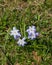 Lucile`s glory-of-the-snow, chionodoxa luciliae, blooming in spring, macro, shallow DOF, selective focus