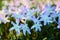 Lucile`s glory-of-the-snow Scilla luciliae