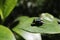 Lucilia Caesar, fly of Caliphoridae family sunbathing on Skinny Rhododendron leaf