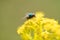 The Lucilia sericata or green bottle fly is a genus of blow flies, in the family Calliphoridae