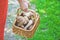 Luck mushroom picker. Basket with white porcini mushrooms.
