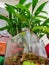 Lucky Bamboo home decor plant