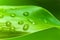 Lucky bamboo leaf with water drops