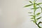 Lucky Bamboo Plant Front View Background