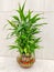 Lucky bamboo plant in glass vase with green leaves aka Dracaena Sanderiana on Textured light colour background.