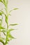Lucky Bamboo Plant on Left Side Vertical Background