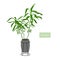 Lucky bamboo plant in a pot with metal plantstand holder