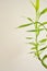 Lucky Bamboo Plant Vertical Background