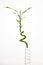 Lucky Bamboo Stem with Leaves in a ceramic vase