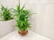 Lucky bamboo tree for home decoration placed in front of mirror known as Dracaena sanderiana plant.