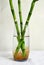 Lucky bamboo trees in a glass