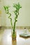 Lucky bamboo trees inside home
